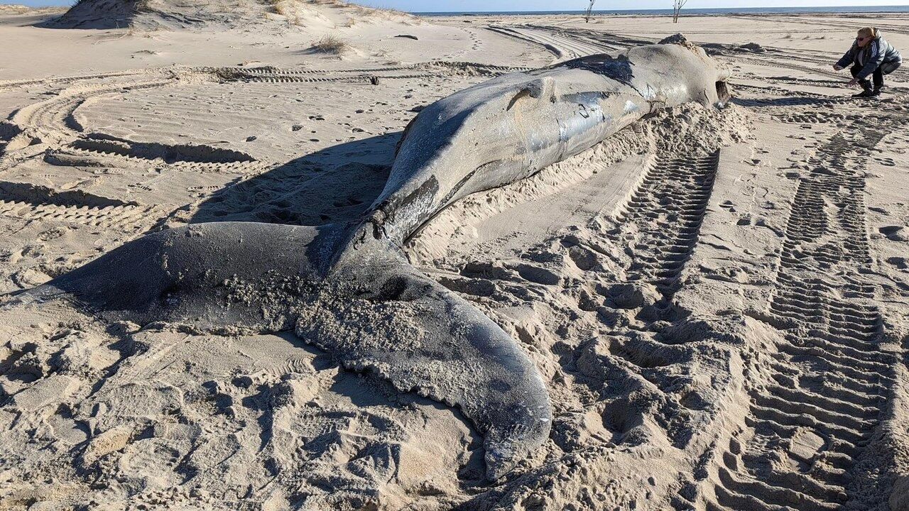 Dead Whale Stranded on Assateague